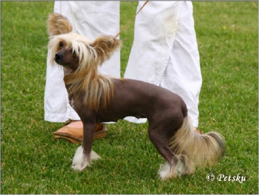 Windy_Willows African_Queen_3